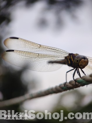 Apexel 100mm super macro lense